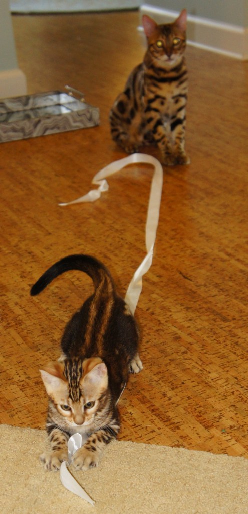 Gus and Lilly Belle, "helping" me untie some ribbon