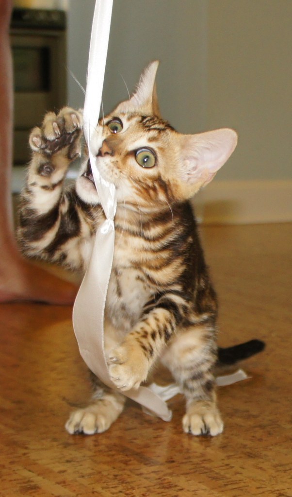 "Thanks for reading my friend Cara's blog! Au-revoir!"