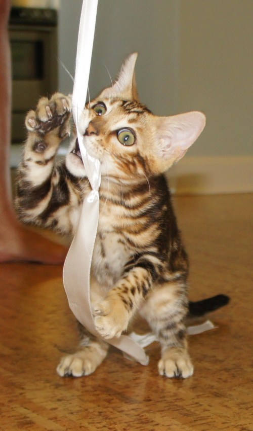 "Thanks for reading my friend Cara's blog! Au-revoir!"